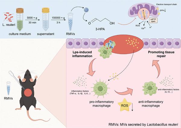 https://cdn.ncbi.nlm.nih.gov/pmc/blobs/9570/11199966/80b71812018c/ADVS-11-2309725-g008.jpg