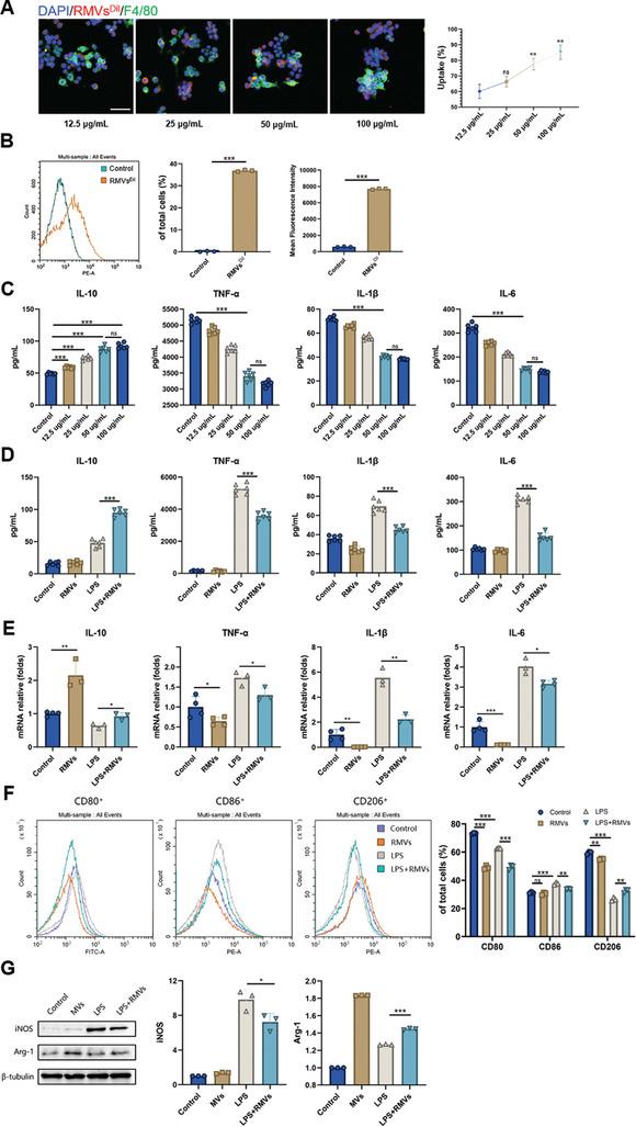 https://cdn.ncbi.nlm.nih.gov/pmc/blobs/9570/11199966/9865de4001ad/ADVS-11-2309725-g007.jpg