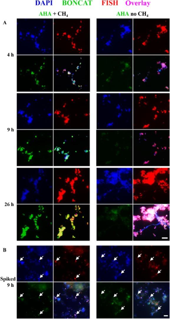 https://cdn.ncbi.nlm.nih.gov/pmc/blobs/9575/4257573/d62516775117/emi0016-2568-f6.jpg
