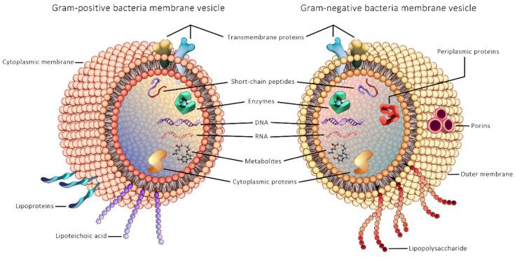 https://cdn.ncbi.nlm.nih.gov/pmc/blobs/9576/8582403/1d18e8865b8c/cancers-13-05450-g002.jpg