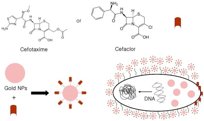 https://cdn.ncbi.nlm.nih.gov/pmc/blobs/9579/6566786/8307153b1c55/ijms-20-02468-g002.jpg