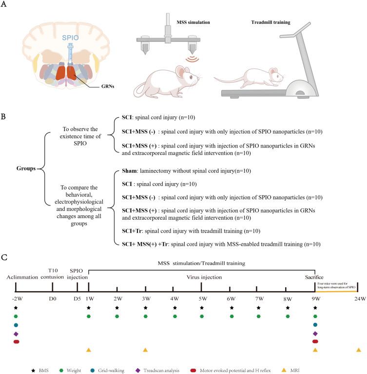 https://cdn.ncbi.nlm.nih.gov/pmc/blobs/957d/11283264/6d11fd59e42f/IJN-19-7473-g0002.jpg