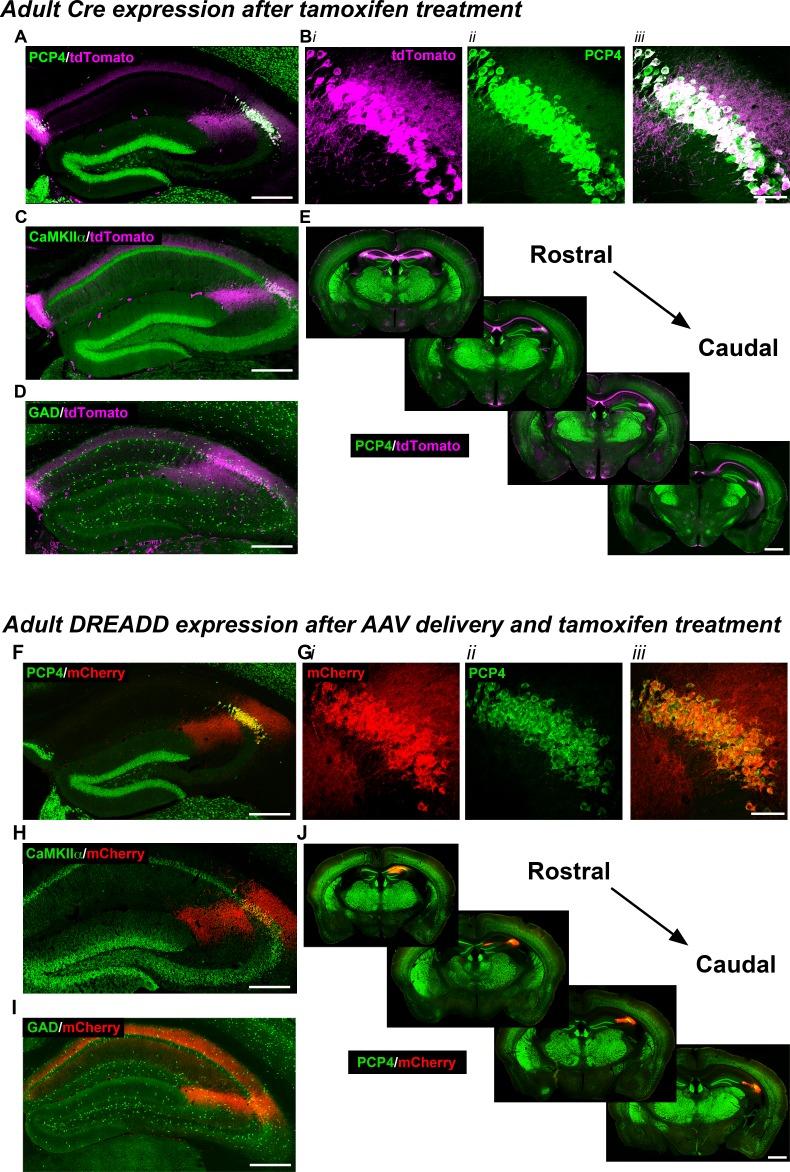 https://cdn.ncbi.nlm.nih.gov/pmc/blobs/957d/6251629/087fcf4ca2a1/elife-38052-fig1.jpg