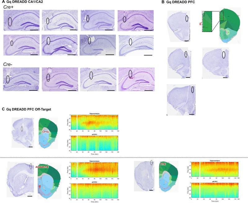 https://cdn.ncbi.nlm.nih.gov/pmc/blobs/957d/6251629/9825bbe0614b/elife-38052-fig2-figsupp1.jpg
