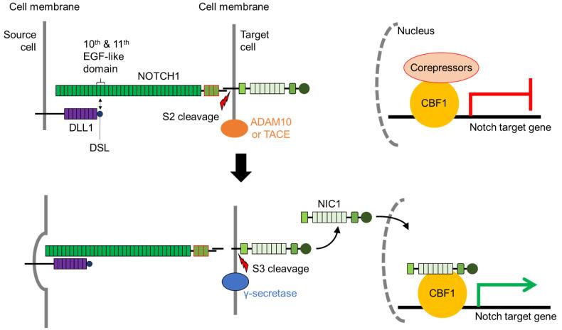 https://cdn.ncbi.nlm.nih.gov/pmc/blobs/9581/8227657/32f1dcad0d69/biomolecules-11-00849-g002.jpg