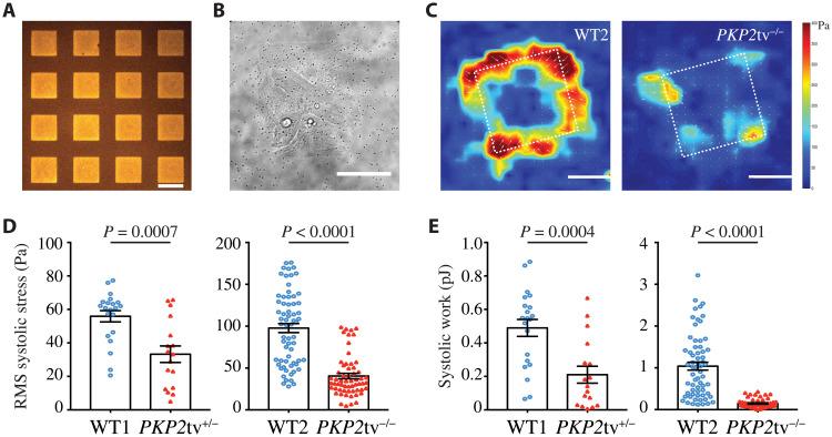 https://cdn.ncbi.nlm.nih.gov/pmc/blobs/9581/8519574/8ac4fb8ff153/sciadv.abh3995-f6.jpg