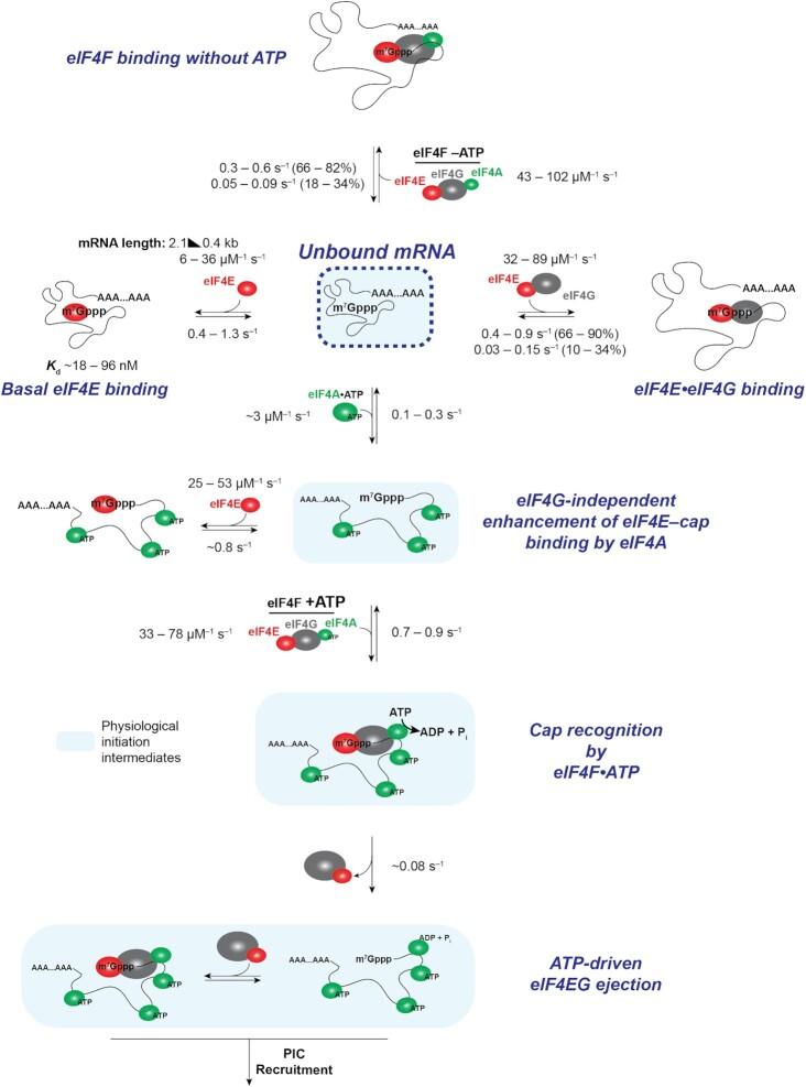 https://cdn.ncbi.nlm.nih.gov/pmc/blobs/9583/9371892/73924302b6e6/gkac631fig7.jpg