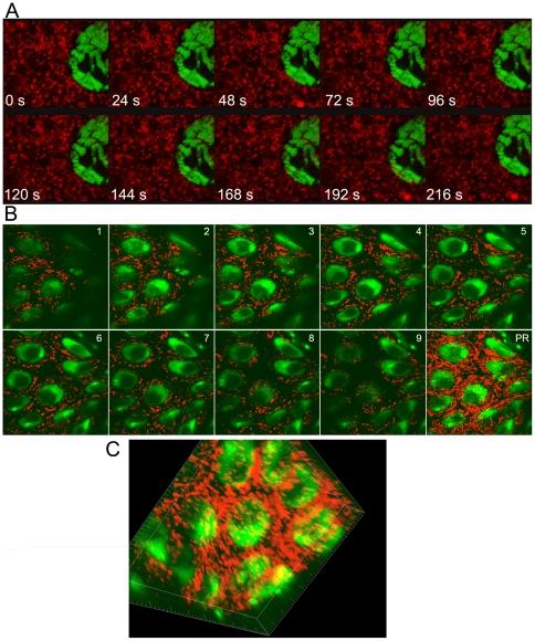 https://cdn.ncbi.nlm.nih.gov/pmc/blobs/9584/3188573/b62158a7c991/pone.0025945.g005.jpg