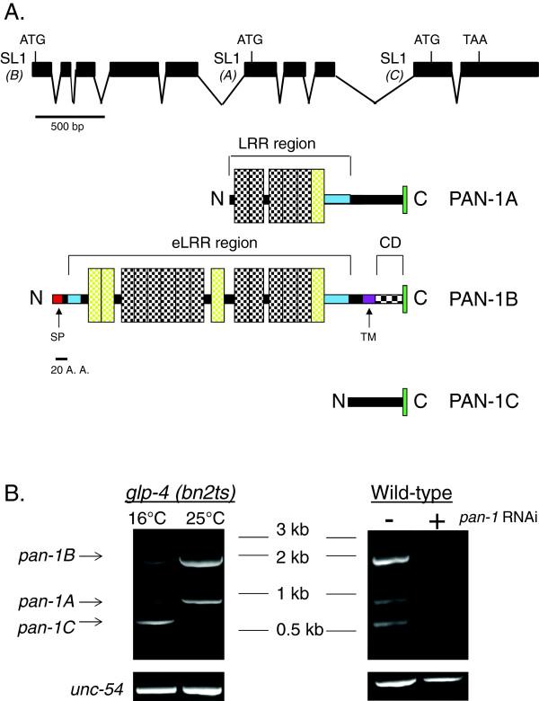 https://cdn.ncbi.nlm.nih.gov/pmc/blobs/9587/3679943/4147dce2f341/1471-213X-13-21-1.jpg