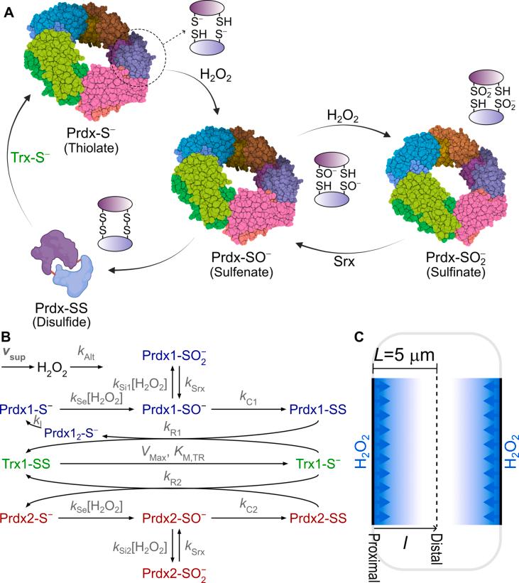 https://cdn.ncbi.nlm.nih.gov/pmc/blobs/9588/10829873/d566e33336c7/gr1.jpg
