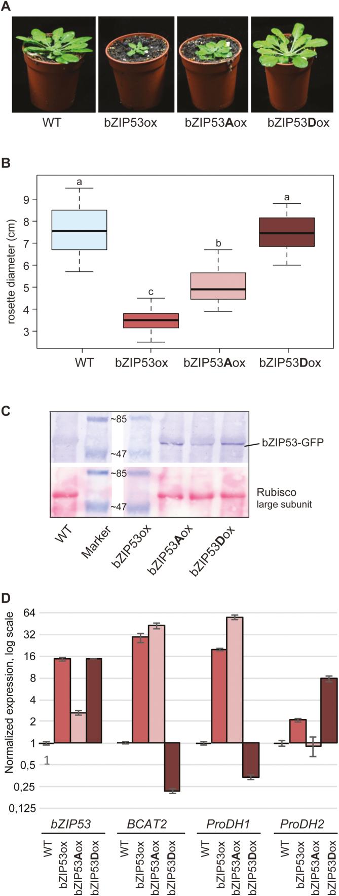 https://cdn.ncbi.nlm.nih.gov/pmc/blobs/958c/6812703/9e31753791da/erz309f0005.jpg