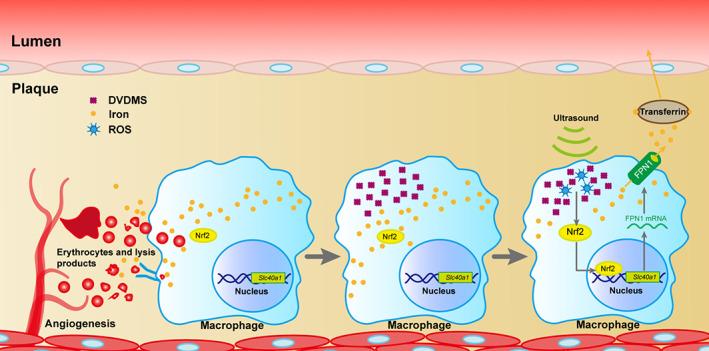 https://cdn.ncbi.nlm.nih.gov/pmc/blobs/958f/7823128/9c1c1196d839/BTM2-6-e10193-g007.jpg