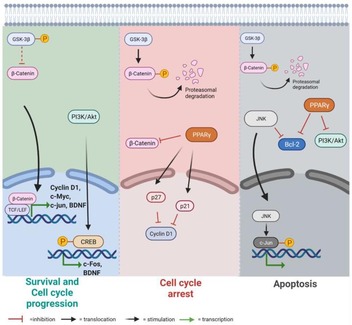 https://cdn.ncbi.nlm.nih.gov/pmc/blobs/9593/8534128/4d2b1cacbdfd/cells-10-02566-g001.jpg