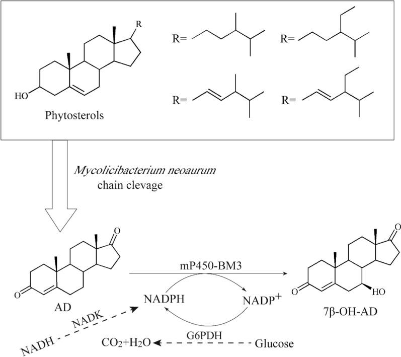 https://cdn.ncbi.nlm.nih.gov/pmc/blobs/9593/8994266/9272481db1a1/12934_2022_1786_Fig1_HTML.jpg