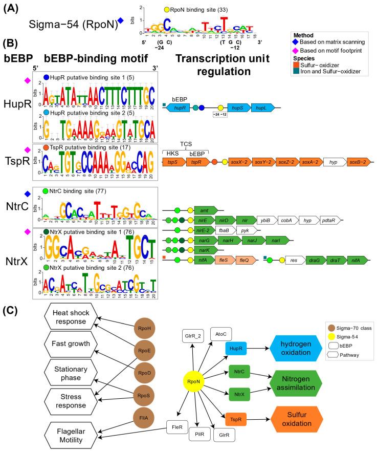 https://cdn.ncbi.nlm.nih.gov/pmc/blobs/959a/12194929/d5121e8d1b0d/microorganisms-13-01199-g005.jpg