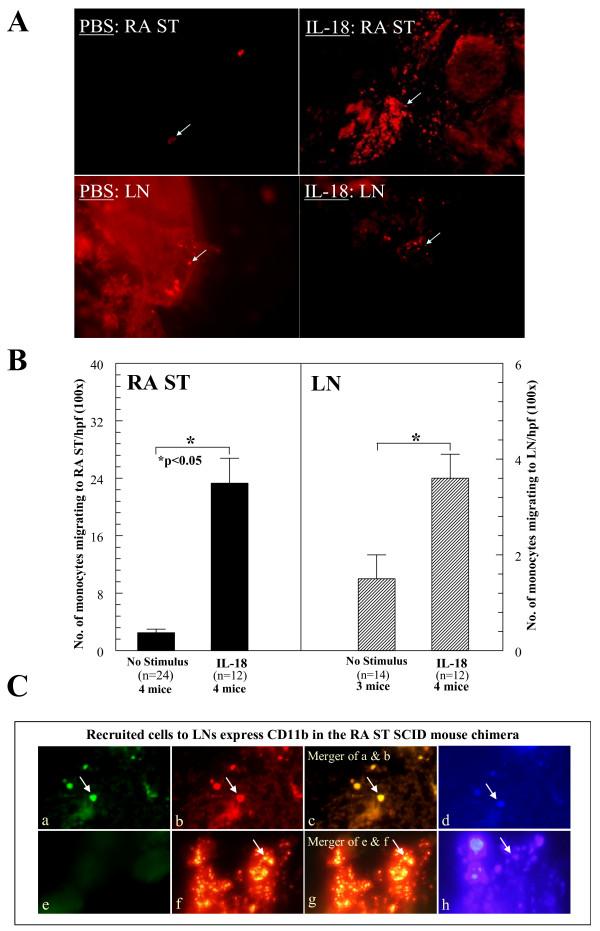 https://cdn.ncbi.nlm.nih.gov/pmc/blobs/959b/2911912/84543e5ef61e/ar3055-4.jpg