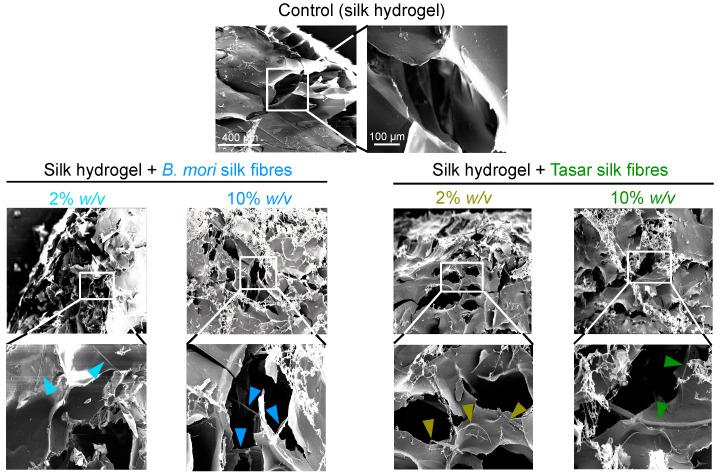 https://cdn.ncbi.nlm.nih.gov/pmc/blobs/959c/10777932/90be5b2bdeda/cells-13-00010-g003.jpg