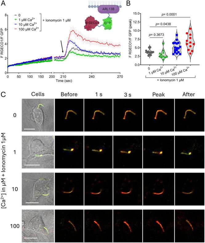 https://cdn.ncbi.nlm.nih.gov/pmc/blobs/959e/11996007/97ab0ded7e13/JCP-240-0-g002.jpg