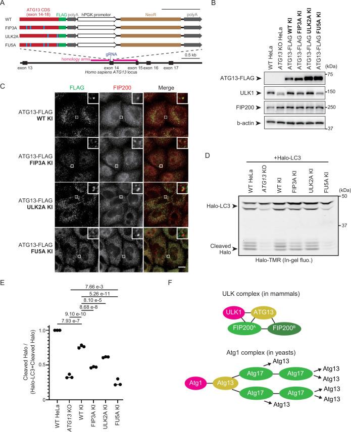 https://cdn.ncbi.nlm.nih.gov/pmc/blobs/959f/12187132/b1f50bd5d41b/elife-101531-fig4.jpg
