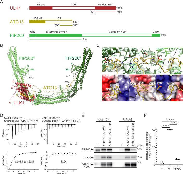 https://cdn.ncbi.nlm.nih.gov/pmc/blobs/959f/12187132/bda73377b2e6/elife-101531-fig1.jpg