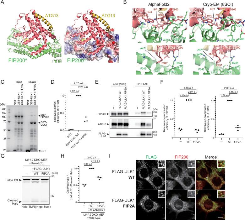 https://cdn.ncbi.nlm.nih.gov/pmc/blobs/959f/12187132/c4616ff74897/elife-101531-fig3.jpg
