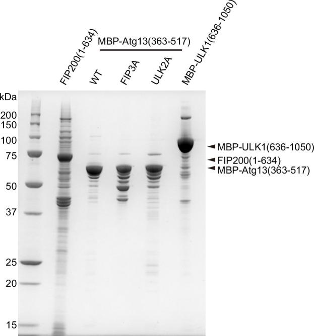 https://cdn.ncbi.nlm.nih.gov/pmc/blobs/959f/12187132/e3758aa9abf5/elife-101531-fig1-figsupp2.jpg