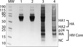 https://cdn.ncbi.nlm.nih.gov/pmc/blobs/95a0/7088043/49c7e42ef8d1/10858_2016_25_Fig2_HTML.jpg