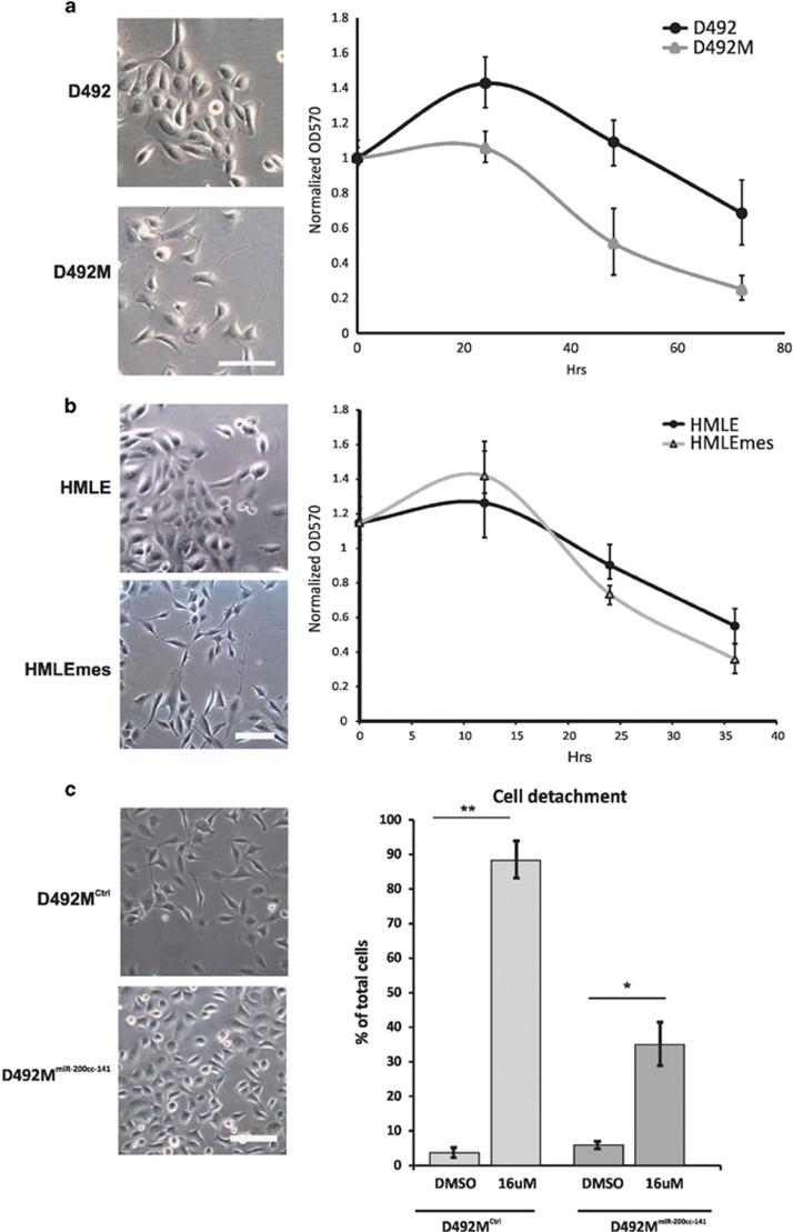 https://cdn.ncbi.nlm.nih.gov/pmc/blobs/95a1/5520702/6b727bffad8a/cddis2017177f6.jpg