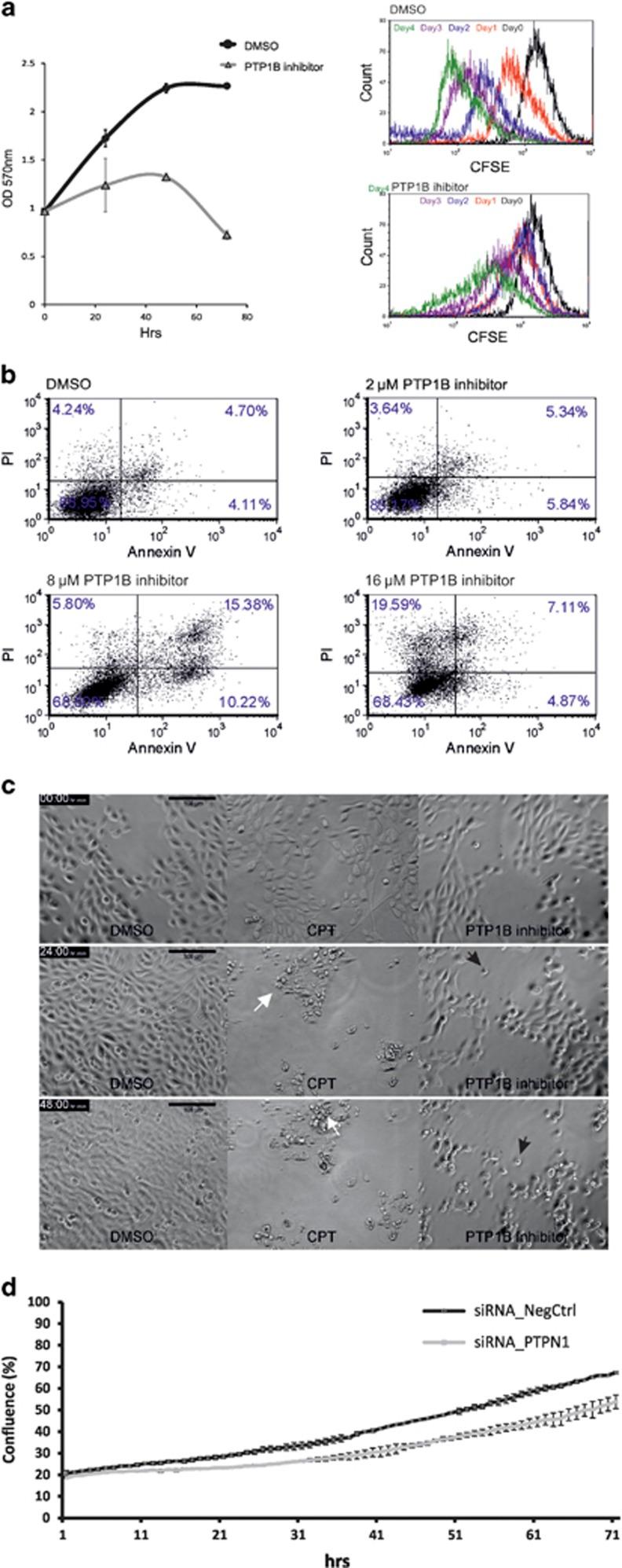 https://cdn.ncbi.nlm.nih.gov/pmc/blobs/95a1/5520702/986ecd63ea7c/cddis2017177f2.jpg