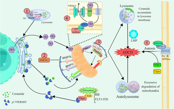 https://cdn.ncbi.nlm.nih.gov/pmc/blobs/95a5/10551038/0347423d3111/41419_2023_6154_Fig3_HTML.jpg