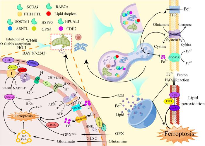 https://cdn.ncbi.nlm.nih.gov/pmc/blobs/95a5/10551038/58ff0ec09ee3/41419_2023_6154_Fig5_HTML.jpg