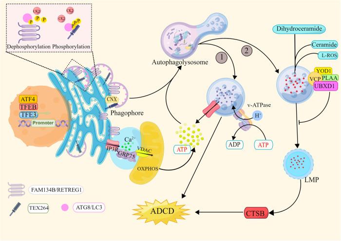 https://cdn.ncbi.nlm.nih.gov/pmc/blobs/95a5/10551038/bf5f396aabb5/41419_2023_6154_Fig2_HTML.jpg