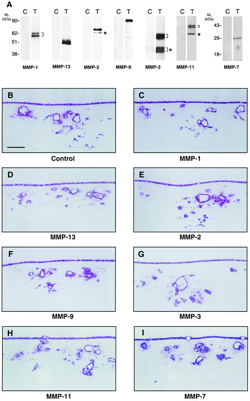 https://cdn.ncbi.nlm.nih.gov/pmc/blobs/95a5/2175112/0f4c4e9fe1dd/JCB0003080.f2.jpg