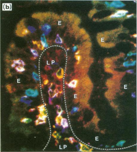 https://cdn.ncbi.nlm.nih.gov/pmc/blobs/95a9/1384863/45fc044ce0bd/immunology00127-0008-c.jpg