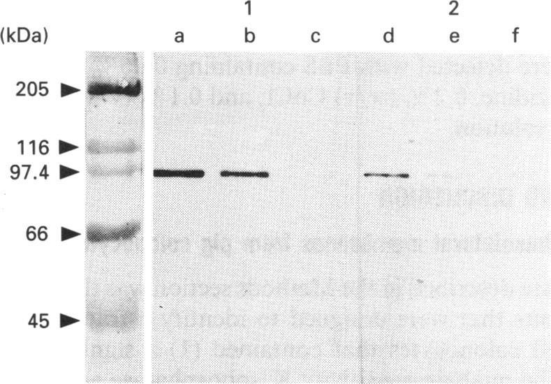 https://cdn.ncbi.nlm.nih.gov/pmc/blobs/95aa/1134487/0aae4241ed60/biochemj00104-0220-b.jpg