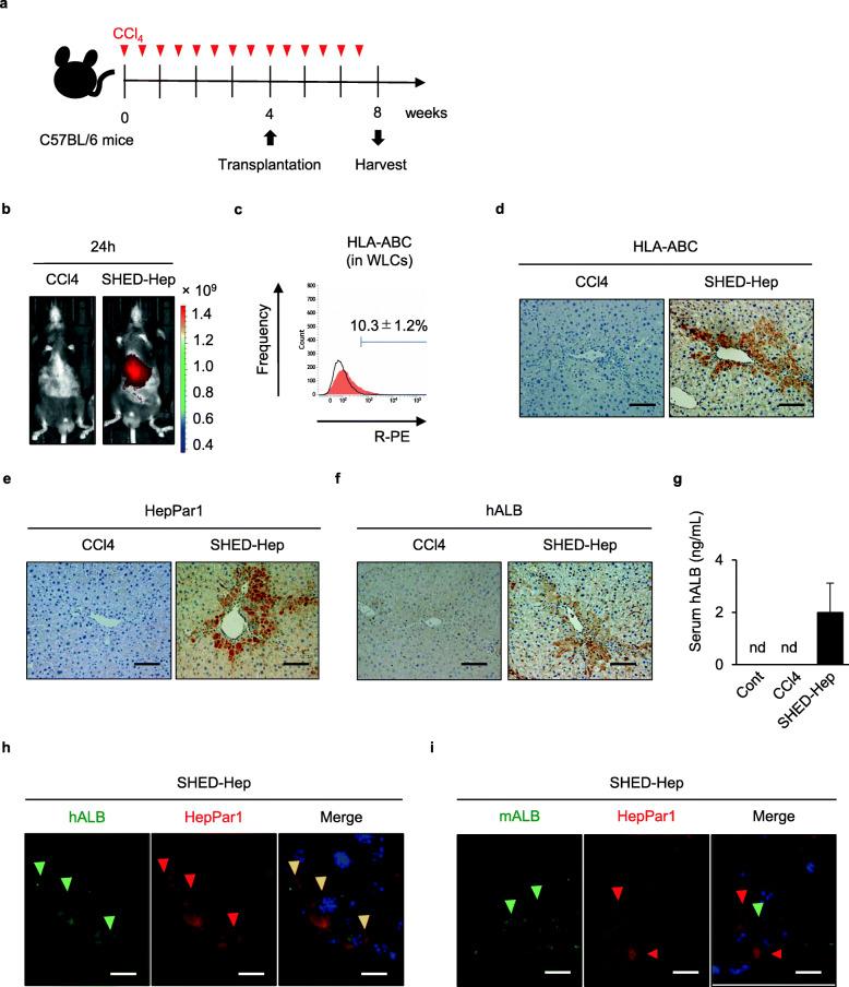 https://cdn.ncbi.nlm.nih.gov/pmc/blobs/95aa/7805240/359d888fdcf1/13287_2020_2113_Fig1_HTML.jpg
