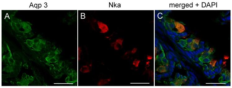 https://cdn.ncbi.nlm.nih.gov/pmc/blobs/95ab/6562476/482ea72bf219/cells-08-00422-g008.jpg