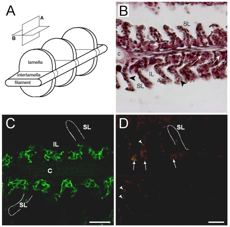 https://cdn.ncbi.nlm.nih.gov/pmc/blobs/95ab/6562476/9cbf88beb589/cells-08-00422-g009.jpg