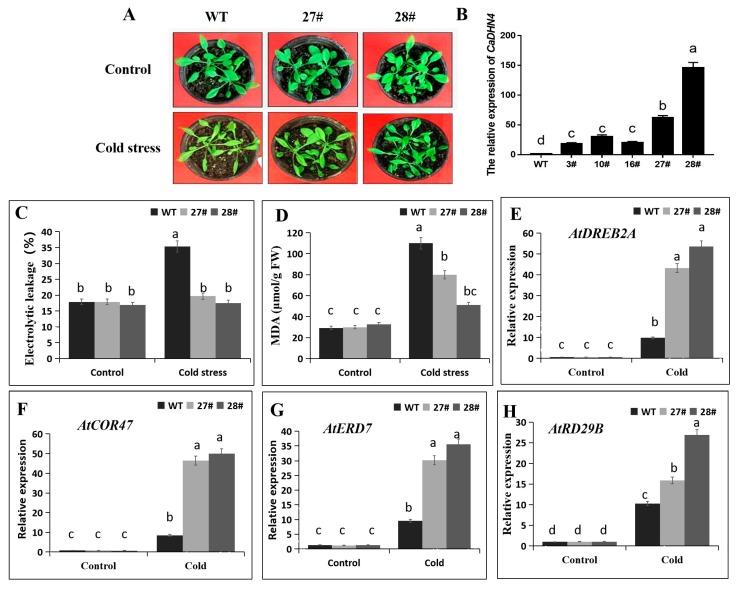 https://cdn.ncbi.nlm.nih.gov/pmc/blobs/95ab/6981442/0f3e52af893d/ijms-21-00026-g005.jpg