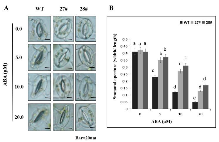 https://cdn.ncbi.nlm.nih.gov/pmc/blobs/95ab/6981442/19397c7158e6/ijms-21-00026-g010.jpg