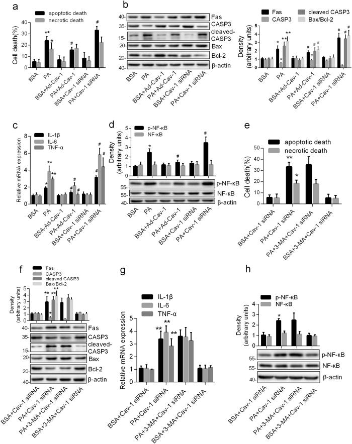 https://cdn.ncbi.nlm.nih.gov/pmc/blobs/95ad/6039485/7ed9b3b1bc63/41419_2018_795_Fig4_HTML.jpg