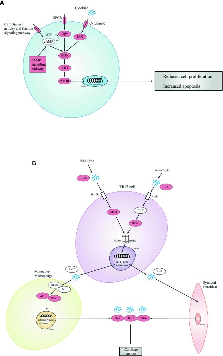 https://cdn.ncbi.nlm.nih.gov/pmc/blobs/95ad/7181472/24c8f9b27fd3/fphar-11-00485-g005.jpg