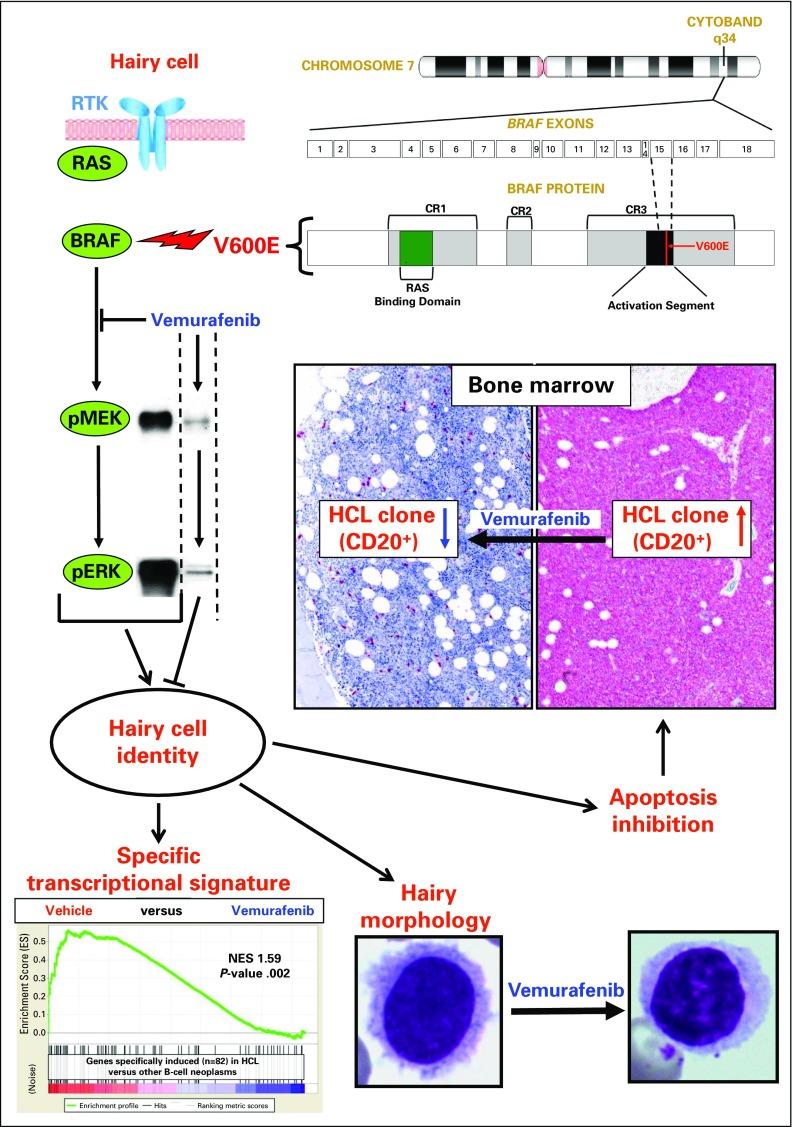 https://cdn.ncbi.nlm.nih.gov/pmc/blobs/95b5/5455681/2b194fbe719b/JCO.2016.71.1556f1.jpg