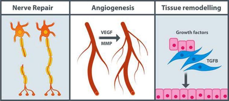 https://cdn.ncbi.nlm.nih.gov/pmc/blobs/95b6/5965331/4b472ff0ecef/10.1177_2059513117728200-fig3.jpg
