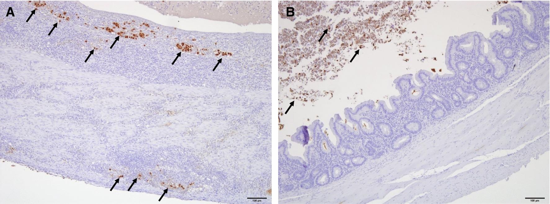https://cdn.ncbi.nlm.nih.gov/pmc/blobs/95b6/8201732/95bb0a7e9d61/13071_2021_4823_Fig2_HTML.jpg