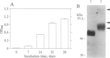 https://cdn.ncbi.nlm.nih.gov/pmc/blobs/95b7/44487/48329cf6b415/pnas01138-0419-b.jpg