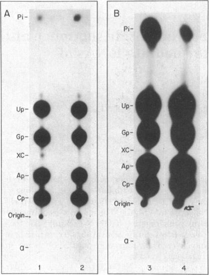 https://cdn.ncbi.nlm.nih.gov/pmc/blobs/95ba/430548/9344e546d7d7/pnas00025-0168-a.jpg