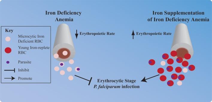 https://cdn.ncbi.nlm.nih.gov/pmc/blobs/95bd/4018558/4cb9ed576132/fphar-05-00084-g0002.jpg