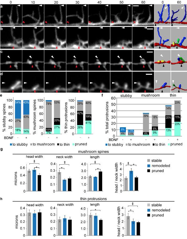 https://cdn.ncbi.nlm.nih.gov/pmc/blobs/95c5/3213078/22cad39938be/1756-6606-4-38-4.jpg