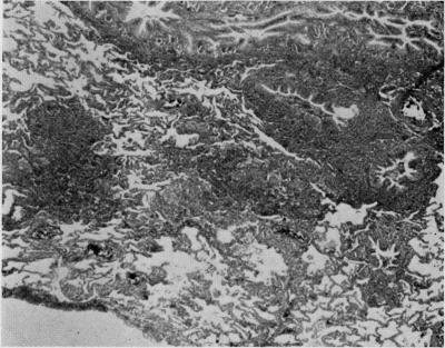 https://cdn.ncbi.nlm.nih.gov/pmc/blobs/95c9/2591611/7722ef736b89/yjbm00189-0194-b.jpg